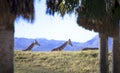 Giraffes wandering behind a hill Royalty Free Stock Photo