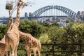 Giraffe`s feeding at Taronga Zoo Sydney Australia
