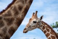 Giraffe`s habitat Royalty Free Stock Photo