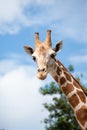 Giraffe`s habitat Royalty Free Stock Photo