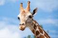 A giraffeÃ Â¸â¡s habitat is usually found in African savannas, grasslands or open woodlands Royalty Free Stock Photo