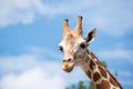 A giraffe`s habitat is usually found in African savannas, grasslands or open woodlands. Royalty Free Stock Photo