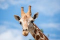 A giraffe`s habitat is usually found in African savannas, grasslands or open woodlands. Royalty Free Stock Photo