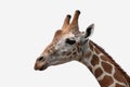 A giraffe`s habitat Royalty Free Stock Photo