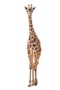 A giraffe`s habitat is usually found in African savannas, grasslands or open woodlands. Isolated on white background