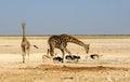 Giraffe`s and ostriches on the dry barren Etosha Plains taking a drink from a small waterhole