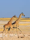 Giraffe`s running with visible motion in legs Royalty Free Stock Photo