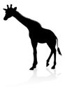 Giraffe Safari Animal Silhouette Royalty Free Stock Photo