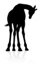 Giraffe Safari Animal Silhouette Royalty Free Stock Photo