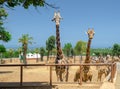 Giraffe in Fasano apulia safari zoo Italy Royalty Free Stock Photo