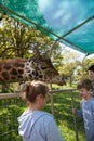 Giraffe Safari Encounter