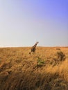 Giraffe safari Johannesburg nature landscape animal