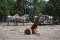 Giraffe at Safari Park, in Netherlands.