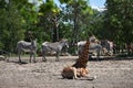 Giraffe at Safari Park, in Netherlands.