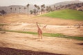 Giraffe - Safari Park San Diego