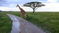 Giraffe while safari in the Serengeti, Tanzania, Africa Royalty Free Stock Photo