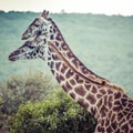 Giraffe on safari wild drive, Kenya. Royalty Free Stock Photo