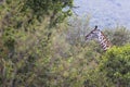 Giraffe on safari wild drive, Kenya. Royalty Free Stock Photo