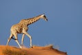 Giraffe on sand dune, Kalahari desert