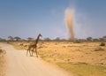 Giraffe and sandstorm in amboseli, kenya