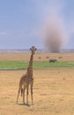 Giraffe and sandstorm in amboseli, kenya Royalty Free Stock Photo