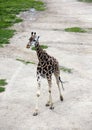 Giraffe on a sandy walkway