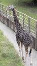 Giraffe on a sandy walkway