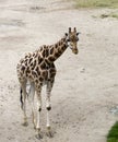 Giraffe on a sandy walkway