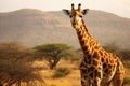 Giraffe in the savanna of Africa, Kenya, Africa, A large giraffe in a Ruaha National Park, AI Generated Royalty Free Stock Photo