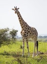 Giraffe in the savanna Royalty Free Stock Photo