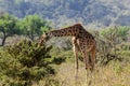 Giraffe in savanna Royalty Free Stock Photo