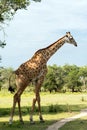 Giraffe in the savanna