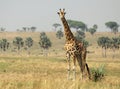 Giraffe on the Open Savanna Royalty Free Stock Photo