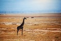 Giraffe on savanna. Safari in Amboseli, Kenya, Africa Royalty Free Stock Photo