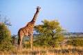 Giraffe on savanna. Safari in Serengeti, Tanzania, Africa Royalty Free Stock Photo