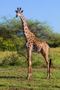 Giraffe on savanna. Safari in Serengeti, Tanzania, Africa Royalty Free Stock Photo