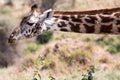 A giraffe on the savanna in Tanzania