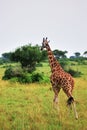 The giraffe in savanna. Uganda, Africa Royalty Free Stock Photo