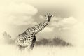 Giraffe on savannah in Africa. Vintage effect Royalty Free Stock Photo