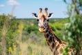 giraffe in the savannah of africa in the wild.