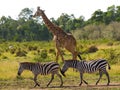 Giraffe in the savannah along with zebras. Kenya. Tanzania. East Africa. Royalty Free Stock Photo