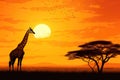 Giraffe in the savannah at sunset. Vector illustration, Giraffe Silhouette - African Wildlife Background - Beauty in Color and Royalty Free Stock Photo