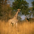 Giraffe