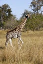 Giraffe - Savuti - Botswana Royalty Free Stock Photo