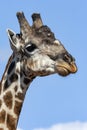 Giraffe - Savuti region - Botswana Royalty Free Stock Photo