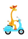 Giraffe on the scooter isolated on white background. Vector illustration.