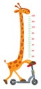 Giraffe on scooter. Meter wall or height chart