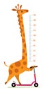 Giraffe on scooter. Meter wall or height chart
