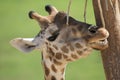 Giraffe Scratching an itch