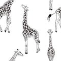 Giraffe seamless black white pattern, african animal nursery print. Wrapping paper wildlife background. Scandinavian vector